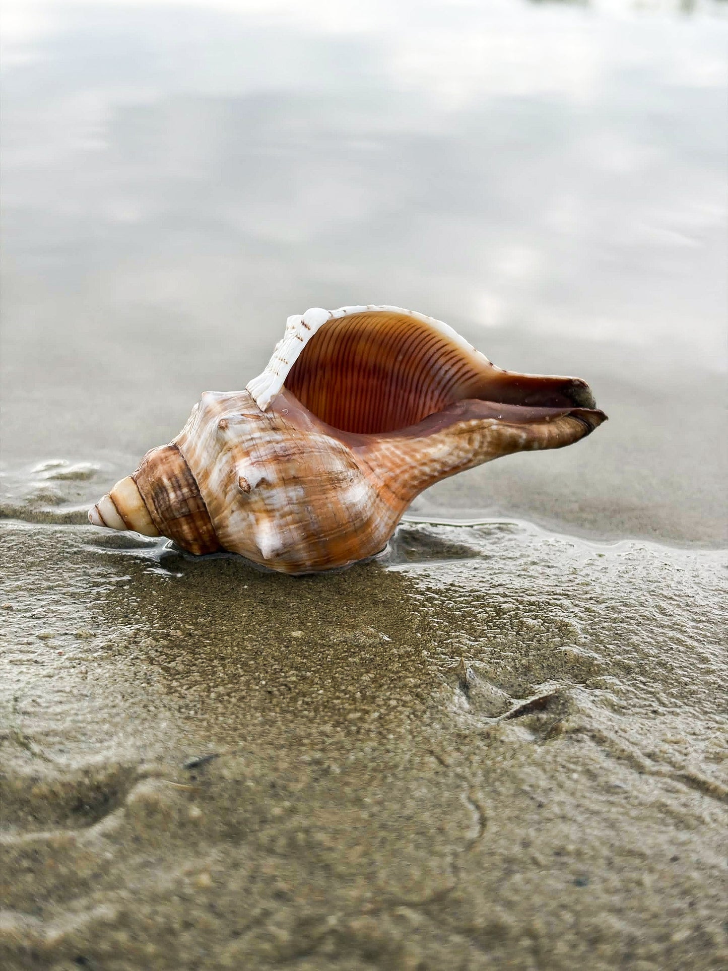 Hermit Shell Original
