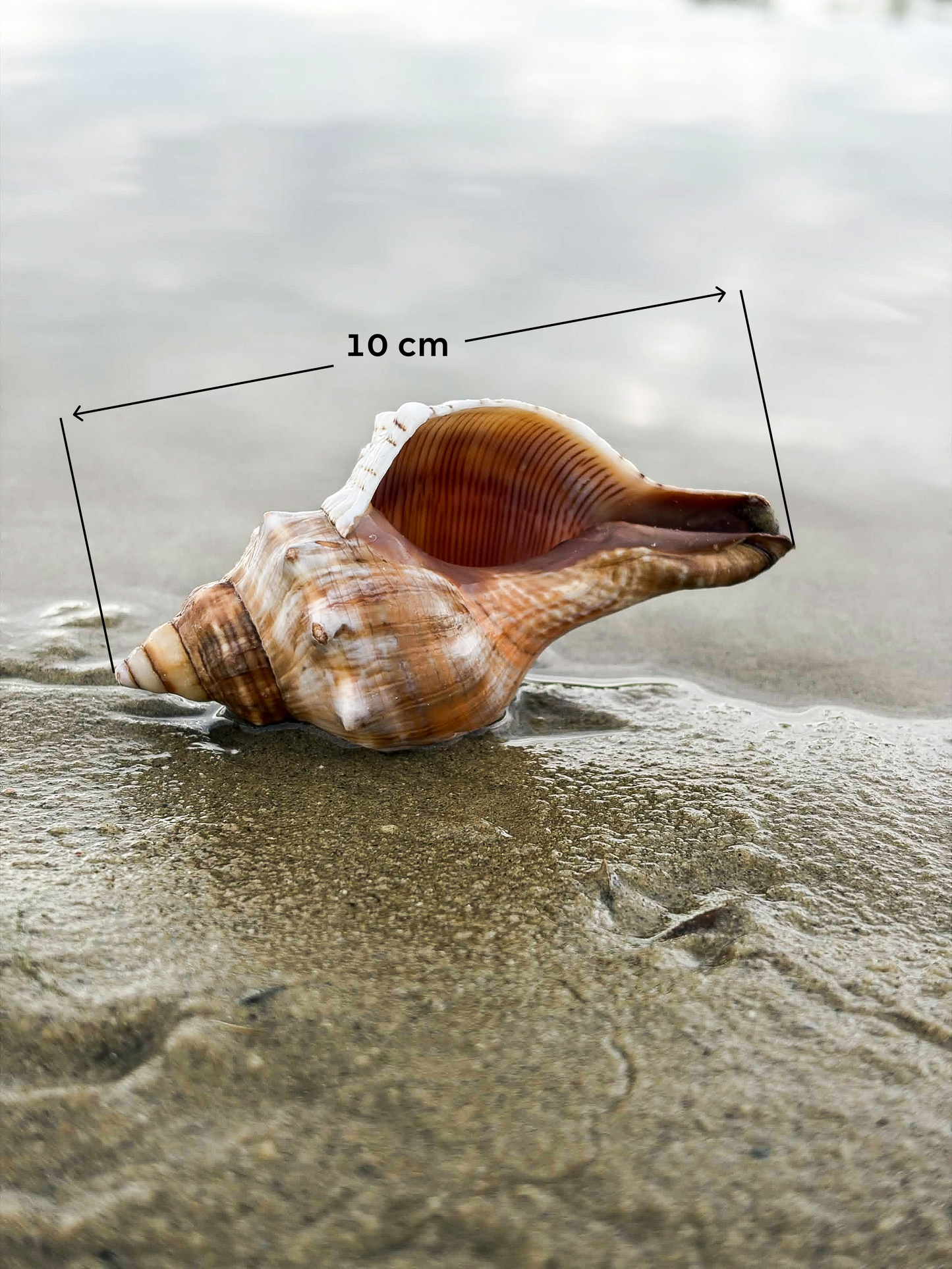 Hermit Shell Original