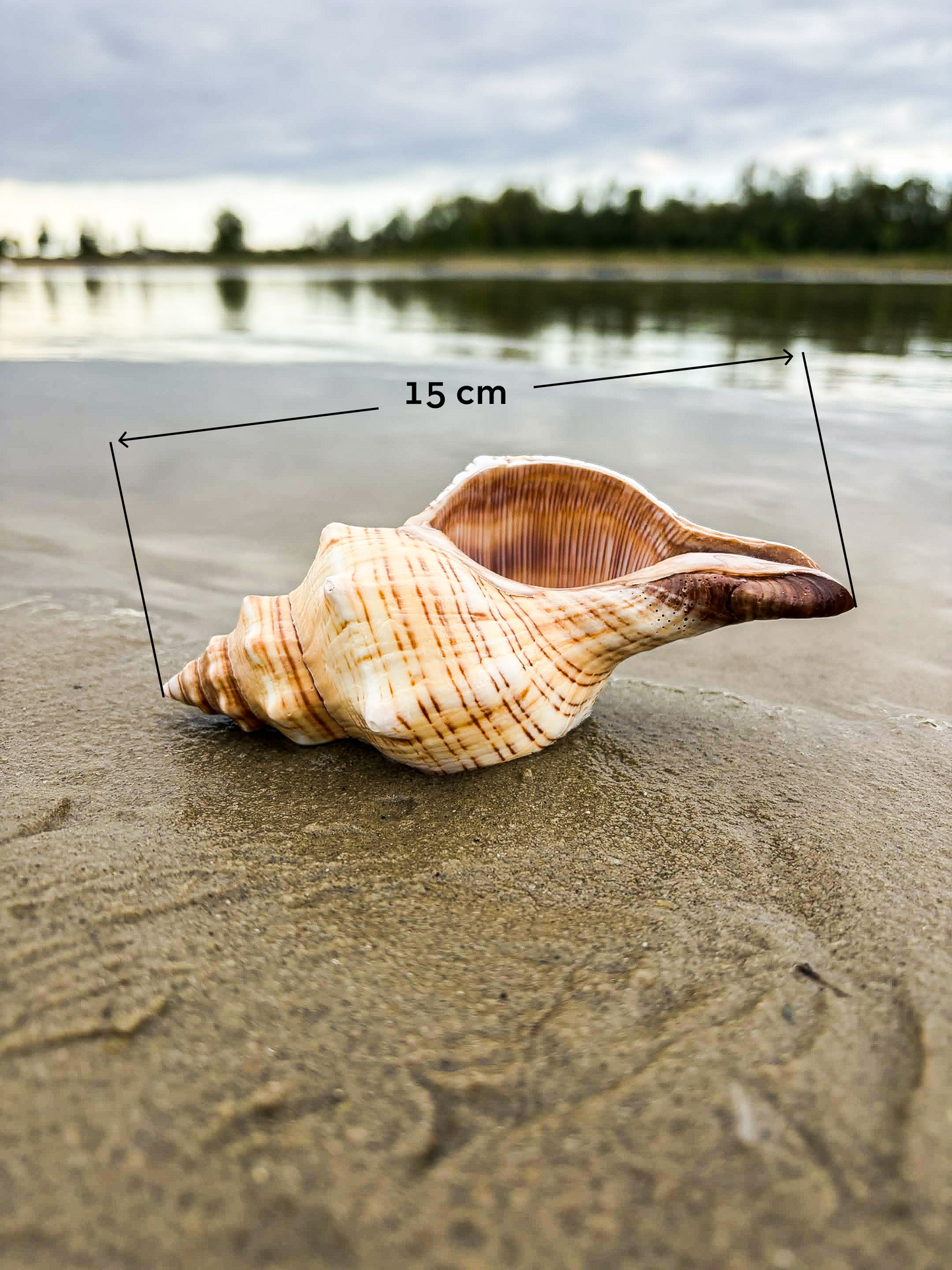 Hermit Shell Original