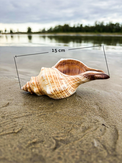 Hermit Shell Original