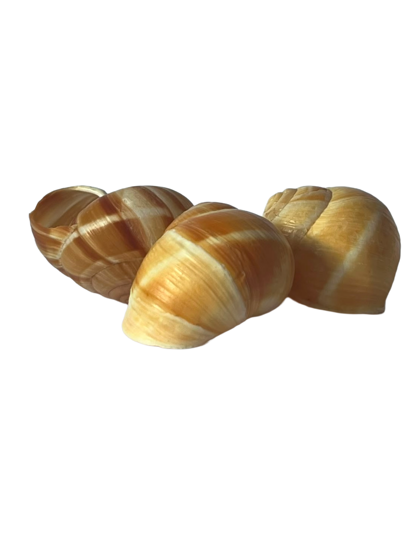 Escargots (empty escargot shells 6 pieces)