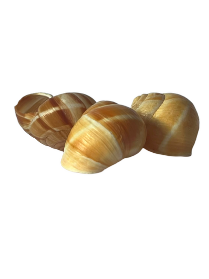 Escargots (empty escargot shells 6 pieces)