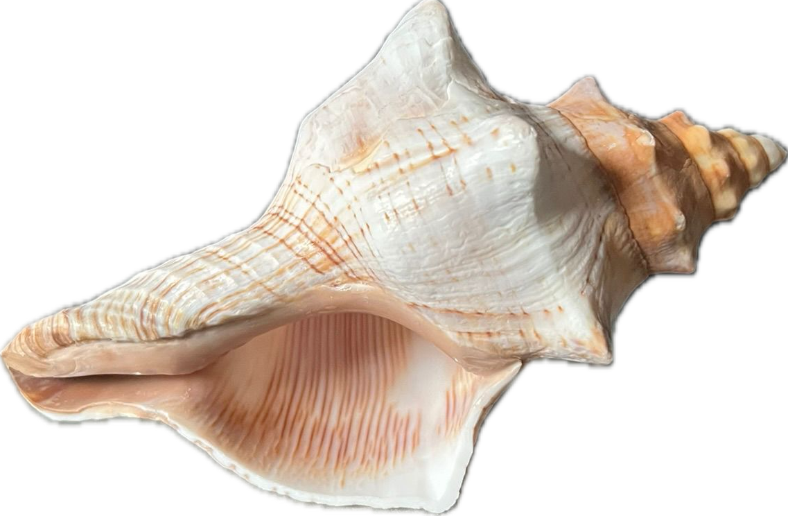 Hermit Shell Original