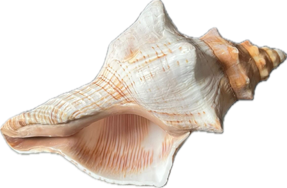 Hermit Shell Original